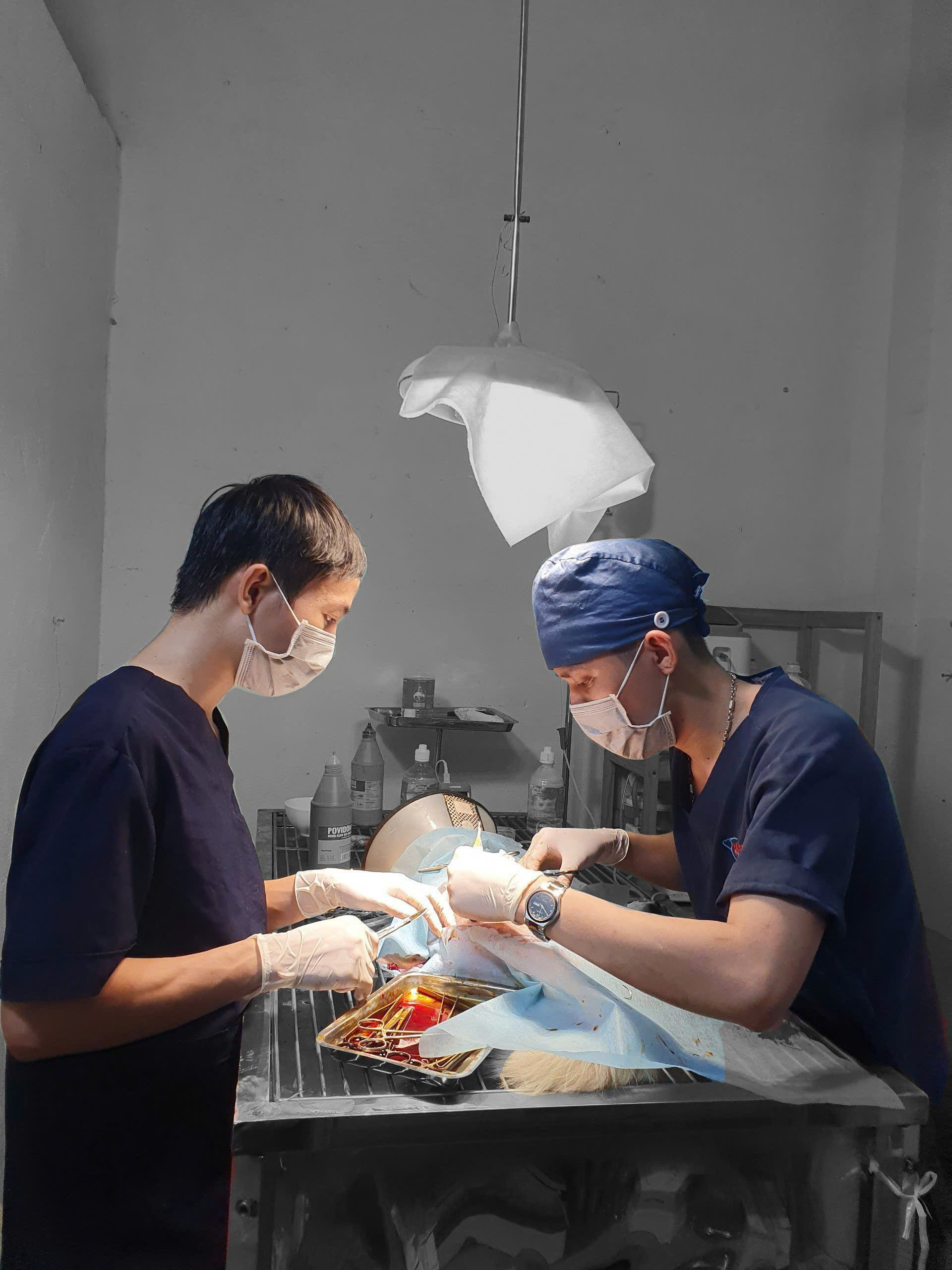 Phẫu thuật thú y